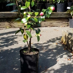 Planter Bags (PBS)/Sprayguards 100X100X200-80 BLACK PB3 - Flexoplas